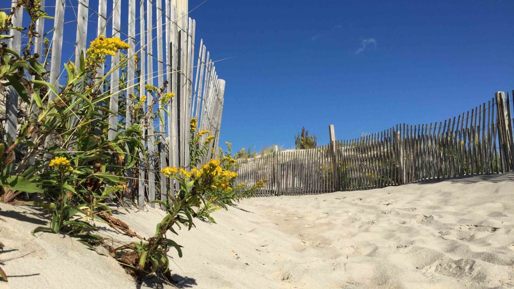 20161016-jshn-weather Time appropriate as seaside goldenrod is now in bloom. This is from
So. Seaside in Oct 2014.