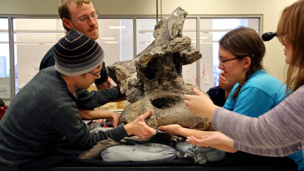 2lead1200 Drexel students move a vertabra weighing several hundred pounds. The bones of one of the world's largest dinosaurs are being shipped back to Argentina where they were found. (Emma Lee/WHYY)