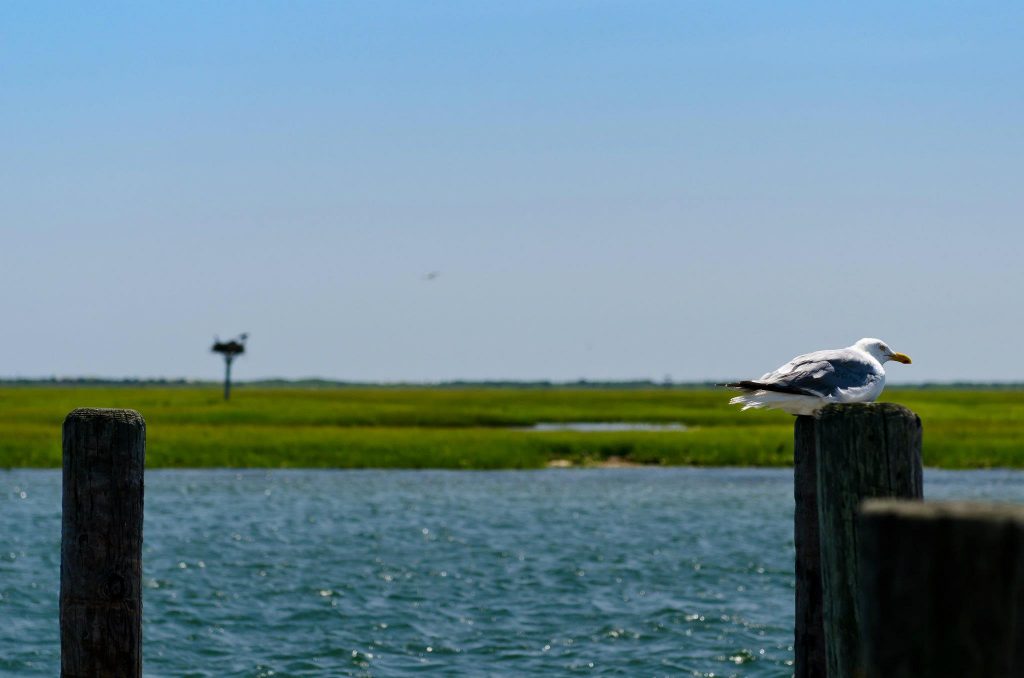 328342_10150993507774331_2031881391_o-1 Sedge Island off Island Beach State Park. (Photo: Jennifer Marie Antoinette)