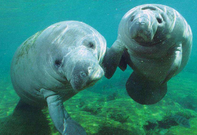 3610830226_dff6217ccf_z Manatee file photo. (Image: flickkerphotos via Flickr)