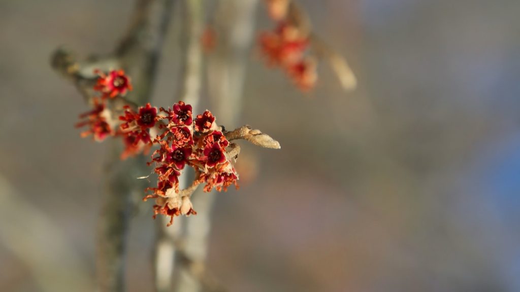 4-4 Colorful and often fragrant witchhazels are some of the first harbingers of spring (Natavan Werbock/for NewsWorks)