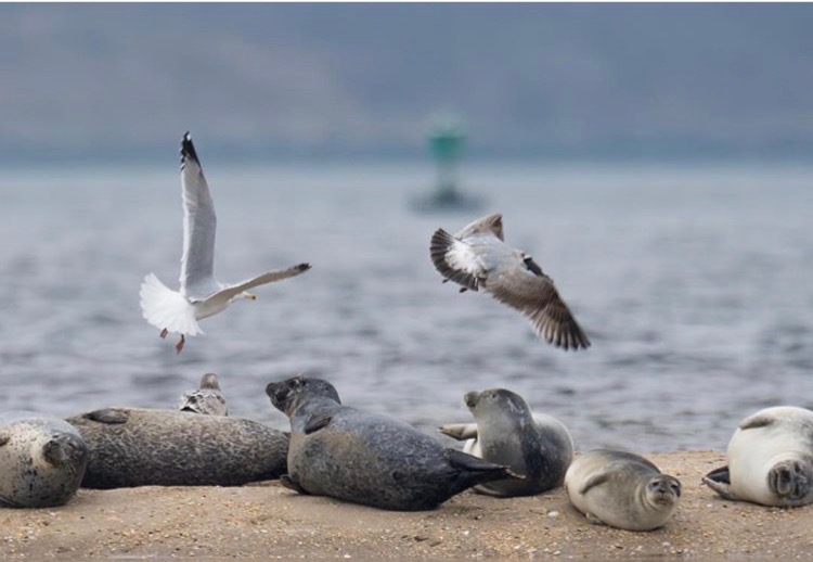 S is for seals and seagulls