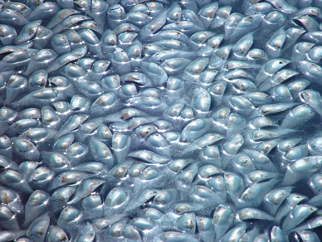  An August 2003 menhaden fish kill in Rhode Island. (Photo: eutrophication&hypoxia via Flickr) 