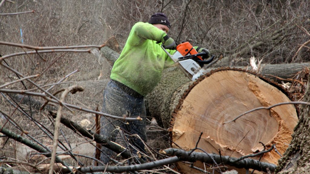 6lead A parks and recreation worker breaks up a felled ash tree in Cobb's Creek Park. The department is trying to stay ahead of the invasion of the emerald ash borer by culling trees in some areas. (Emma Lee/WHYY)