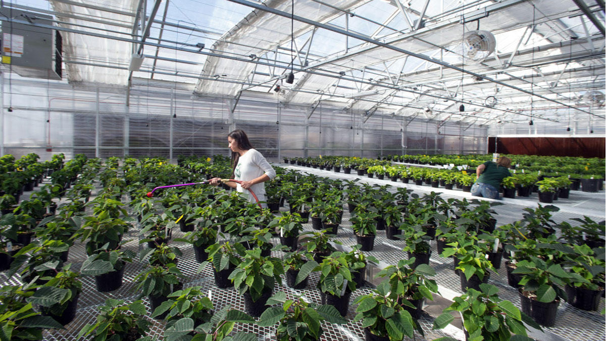 Students at Colorado State University care for plants in a greenhouse on campus in Fort Collins