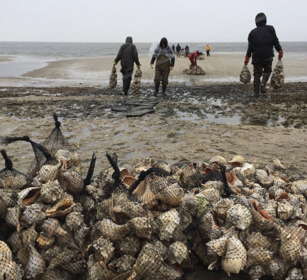 American Littoral Society constructing an oyster reef at Moore’s Beach along the Delaware Bayshore.