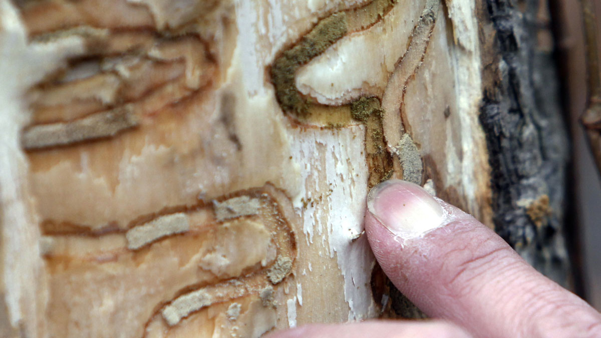  A New York State Department of Environmental Conservation forester points out the markings left from emerald ash borer larvae on an ash tree at Esopus Bend Nature Preserve in Saugerties, N.Y. (AP file photo) 
