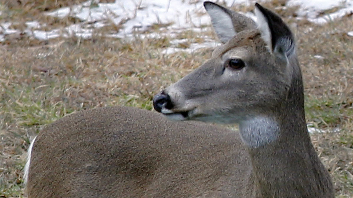  A whitetail deer looks around as it grazes in Zelienople, Pennsylvania. An estimated 750,000 hunters are expected to take to the woods as deer rifle hunting season opens Monday.  (AP file photo) 