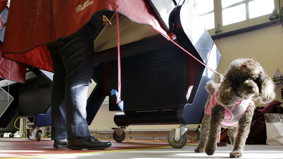  Joella Bedrosian stands in a booth as she votes while the family dog, Allie, waits in Mendham Township, New Jersey, on Election Day 2013. (AP file photo) 