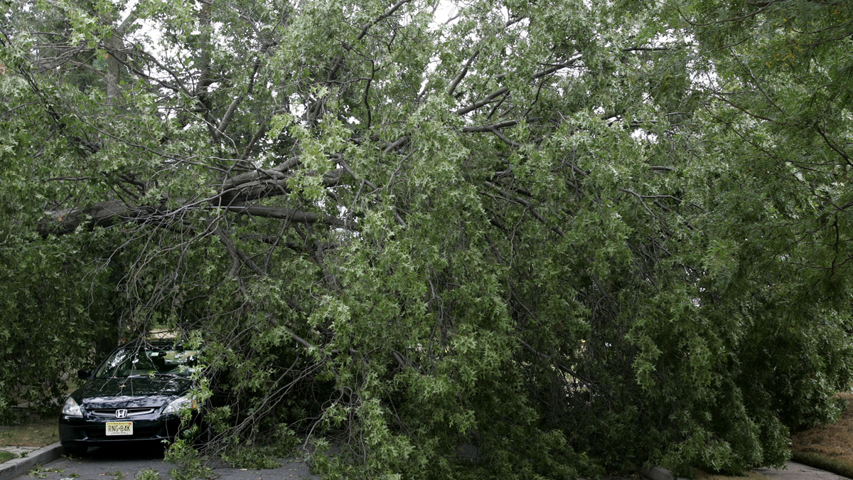  New Jersey Assemblyman Wayne DeAngelo wants to clear the way for utilities to remove or prune tress that are too near power lines in an effort to prevent outages. (AP file photo) 