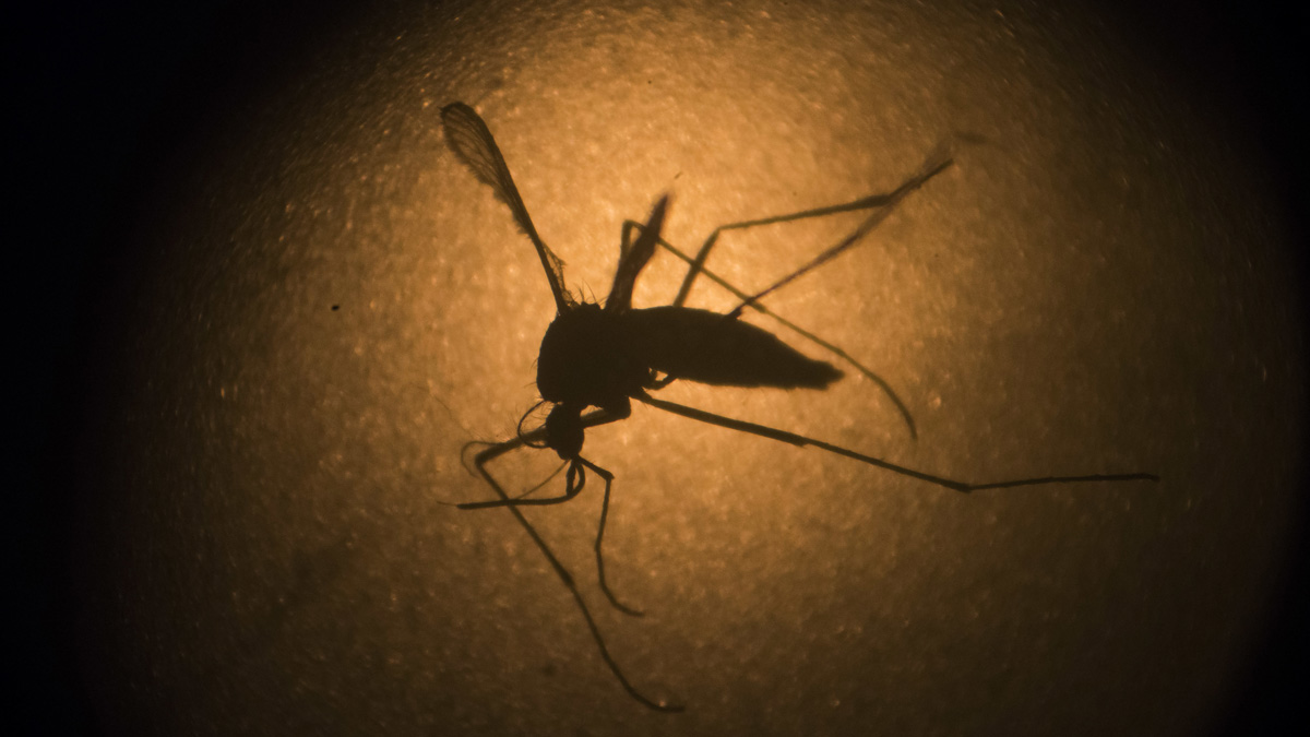 An Aedes aegypti mosquito