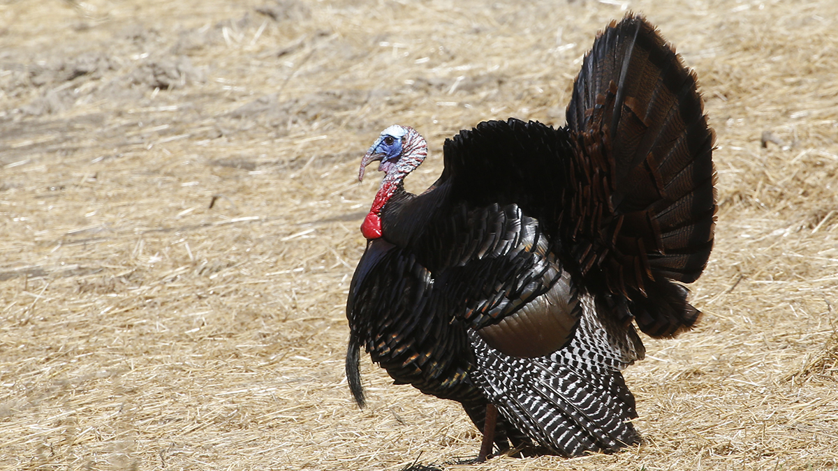 A wild turkey seeks out a hen in Zelienople