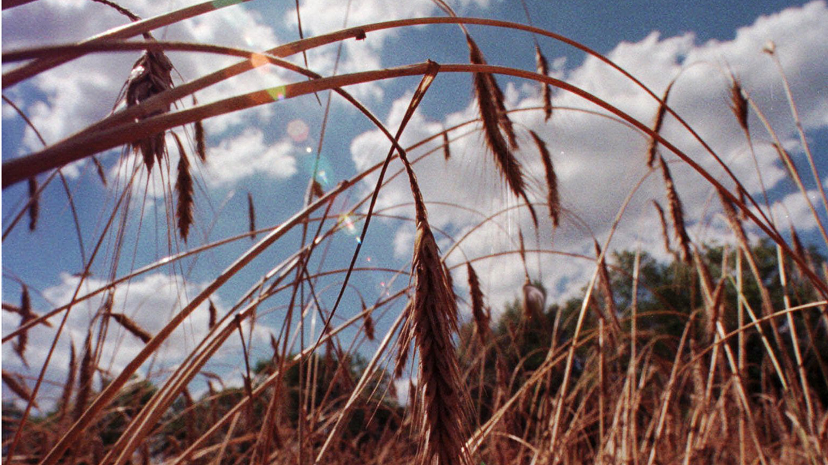 The U.S. Secretary of Agriculture has declared several Pennsylvania counties — Cameron
