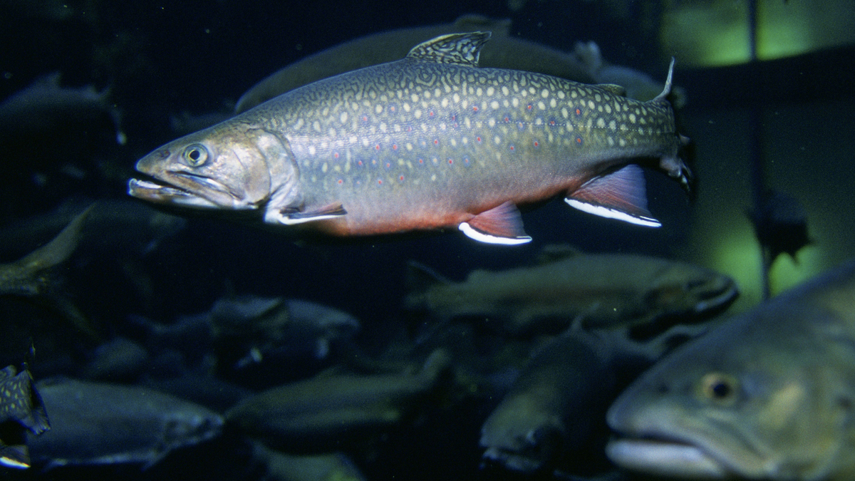  In this April 2008 photo from the U.S. Fish and Wildlife Service, a brook trout is seen. The Vermont Senate is expected soon to take up a House-passed bill designating two fish species as the state fish of Vermont. The bill, which won final House approval on Friday, would make the brook trout the state's cold-water fish and the walleye pike Vermont's warm-water fish. (AP Photo/U.S. Fish and Wildlife Service, Eric Engbretson ) 