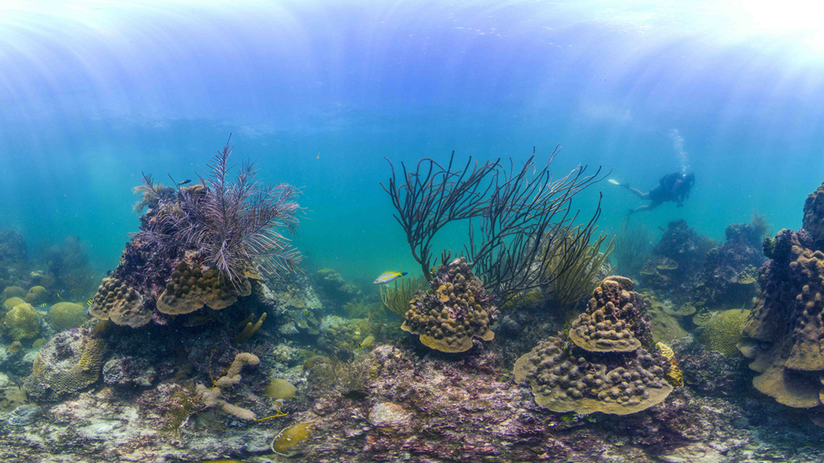  This Tuesday, Aug. 5, 2014 photo provided by Catlin Seaview Survey shows Marine protected reefs in the Florida Keys, Fla. U.S. government scientists hope people will soon be able to go online and get a 360-degree view of reefs and other underwater wonders, much like Google Map’s 'street view' lets people look at homes. (Catlin Seaview Survey/AP Photo) 