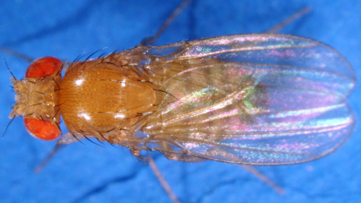  A fruit fly is pictured in this this undated photo released by Indiana University. (AP Photo/Indiana University, Kevin Cook) 