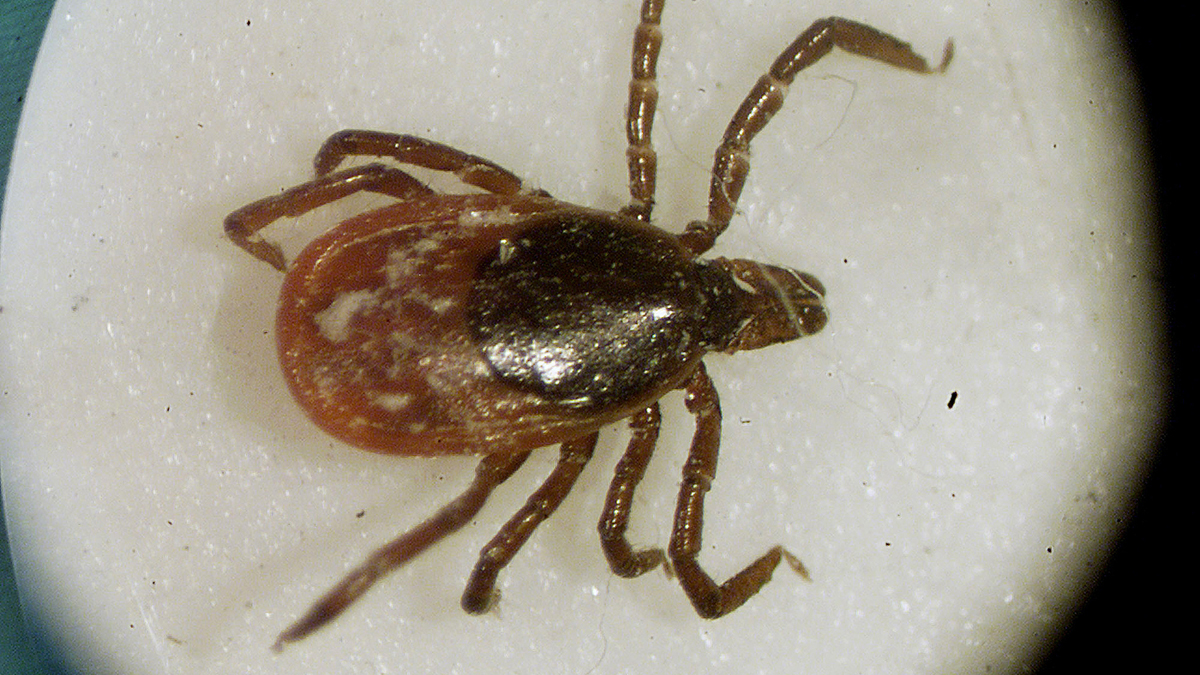  This is a March 2002 file photo of a deer tick under a microscope in the entomology lab at the University of Rhode Island in South Kingstown, R.I. Lyme disease is about 10 times more common than previously reported, health officials said Monday, Aug. 19, 2013. (Victoria Arocho/AP Photo, file) 
