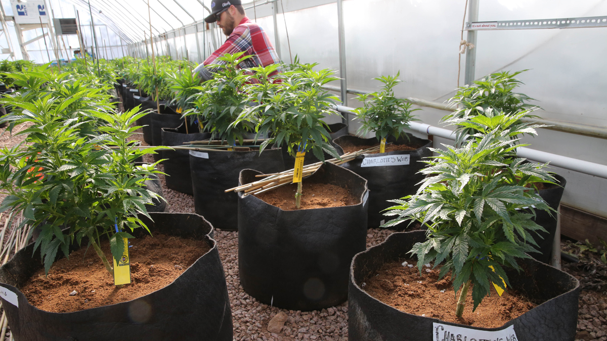  A worker cultivates a special strain of medical marijuana known as Charlotte's Web inside a greenhouse, in a remote spot in the mountains west of Colorado Springs, Colorado.  (Brennan Linsley/AP Photo, file) 