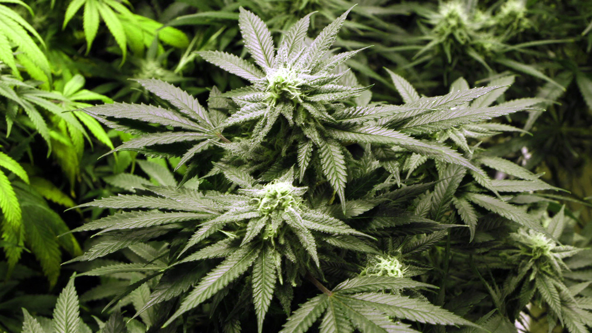  This photo shows marijuana plants flourishing under the lights at a grow house in Denver. President Barack Obama says he won't go after Washington state and Colorado for legalizing marijuana. Ed Andrieski/(AP Photo, file) 