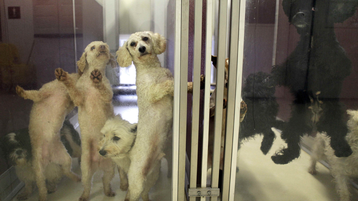  (Carolyn Kaster/AP Photo) 