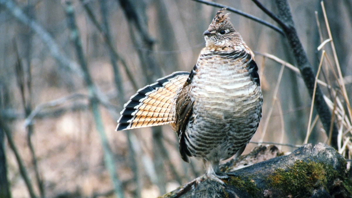  Ruffed grouse (Rob Drieslein of Outdoor News/AP Photo) 