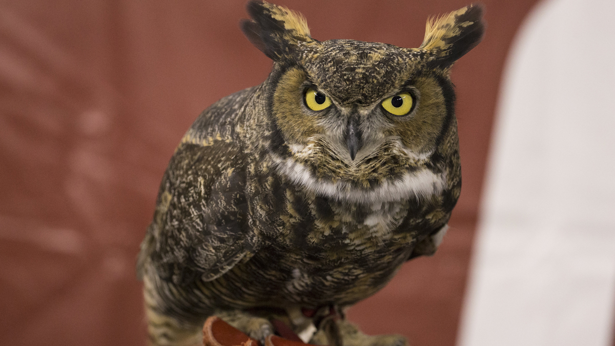 Temple's live mascot Stella looks on prior to the first half of an NCAA college football game against the Connecticut