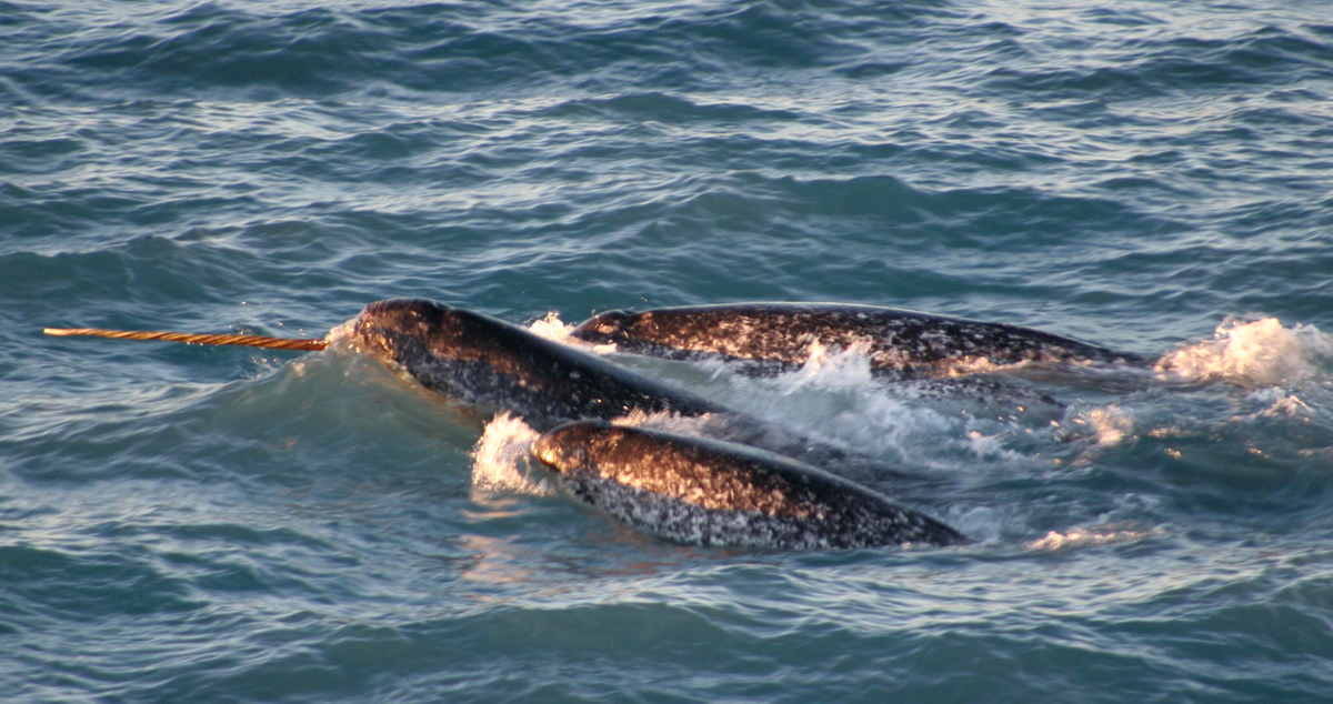 In this August 2005 file photo provided by the National Oceanic and Atmospheric Administration, a pod of narwhals surfaces in northern Canada. Officials say they have broken up a smuggling ring in which narwhal tusks from the Canadian Artic were brought to Maine in a trailer with a secret compartment and then illegally sold to American buyers. Andrew Zarauskus, of Union, N.J., and Jay Conrad, of Lakeland, Tenn., will be arraigned in Bangor, Maine, next week on federal smuggling and money laundering charges. (AP Photo/Kristin Laidre, NOAA, files) 