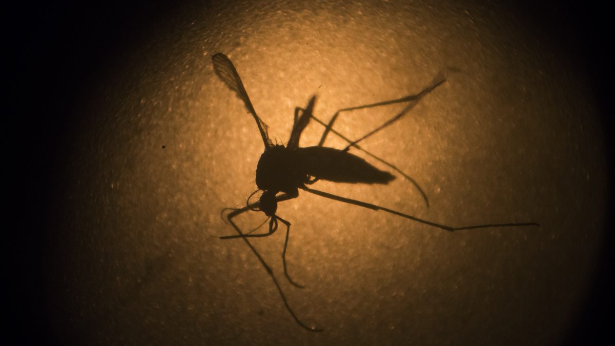  An Aedes aegypti   mosquito is photographed through a microscope at the Fiocruz institute in Recife, Pernambuco state, Brazil. The mosquito behind the Zika virus seems to operate like a heat-driven missile of disease. Scientists say the hotter it gets, the better the mosquito that carries Zika virus is at transmitting a variety of dangerous illnesses. (Felipe Dana/AP Photo, File)  