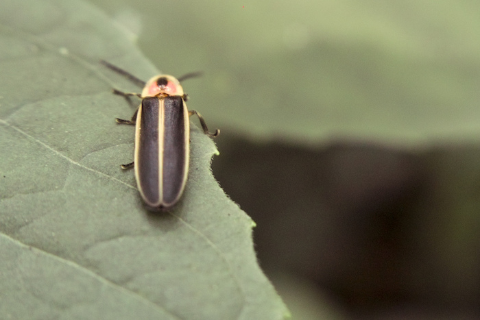 firefly