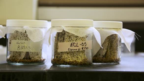 Small colonies of 1,000 bedbugs are raised in jars in a lab at University of Pennsylvania.(Nathaniel Hamilton/for NewsWorks) 