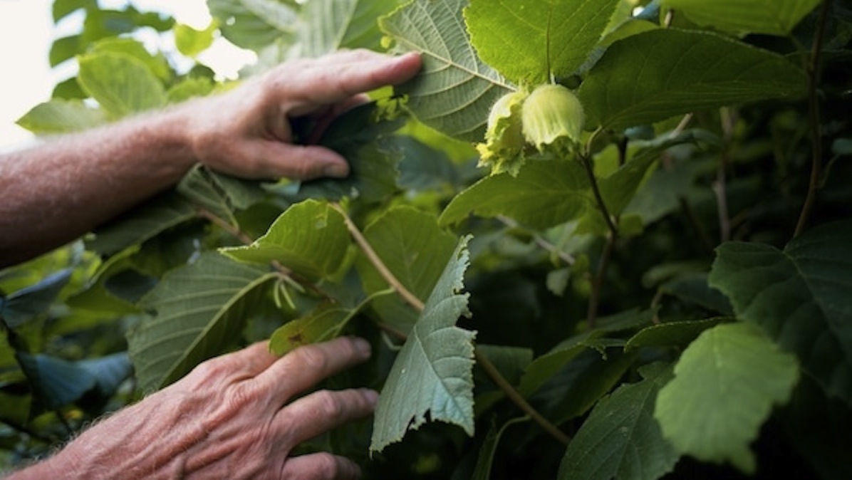  Head to Awbury Arboretum this weekend for the 'Sign' Language of the Outdoors program. (Bas Slabbers/for NewsWorks, file) 