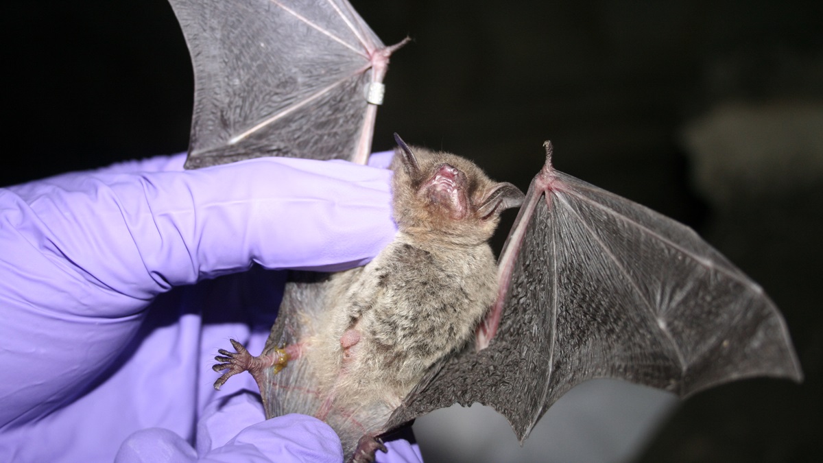 (photo courtesy USFWS/Ann Froschauer) 