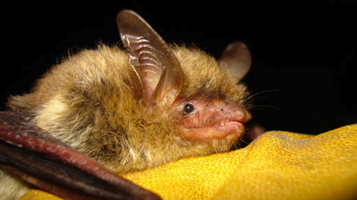  This file photo provided by the Wisconsin Department of Natural Resources shows a northern long-eared bat. (AP Photo/Wisconsin Department of Natural Resources) 