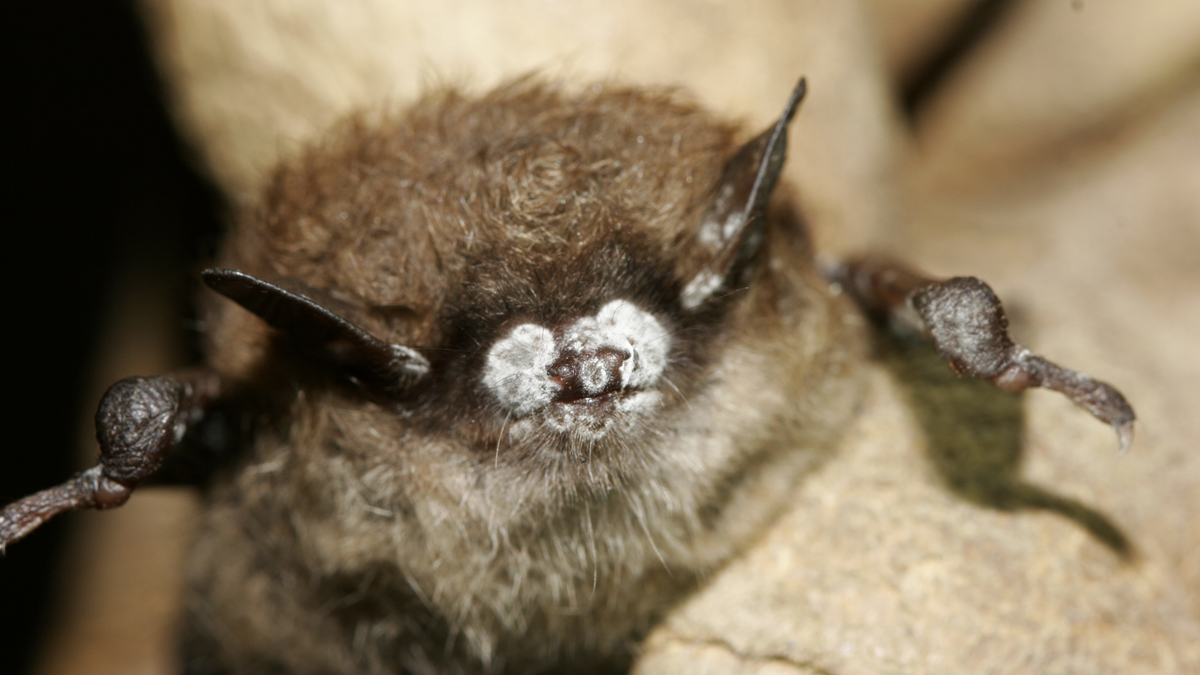 (AP Photo/New York Department of Environmental Conservation