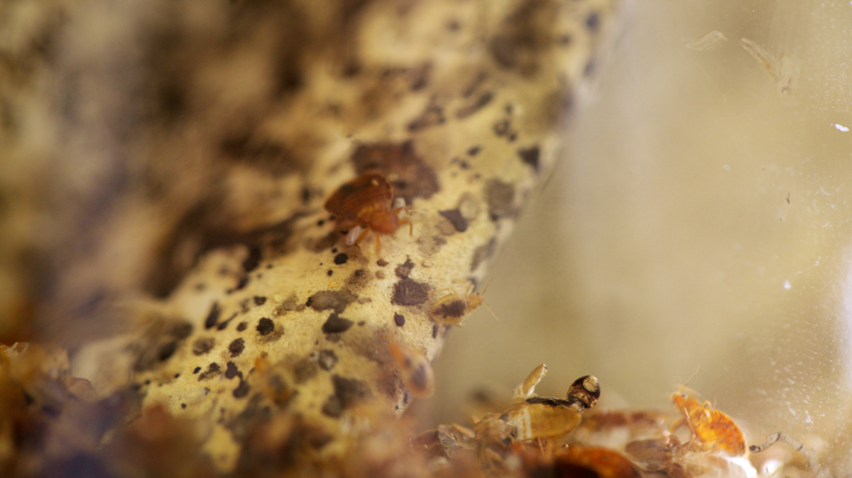 Bedbugs are nocturnal and communally feed on their host's blood without being noticed. (Nathaniel Hamilton/for NewsWorks)