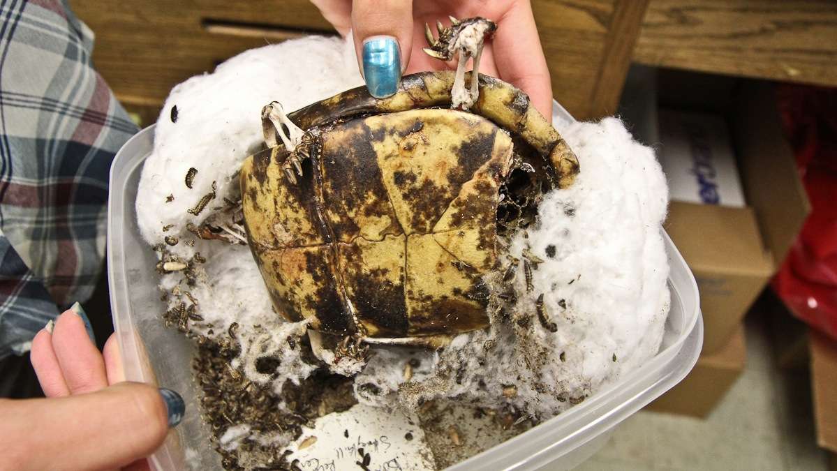 Beetles clean the flesh off of a turtle specimen at Arcadia University. (Kimberly Paynter/WHYY)