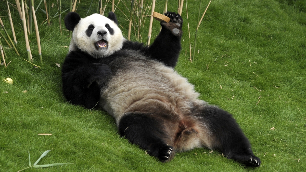 Giant panda Hao Hao Paira Daiza Park in Brugelette