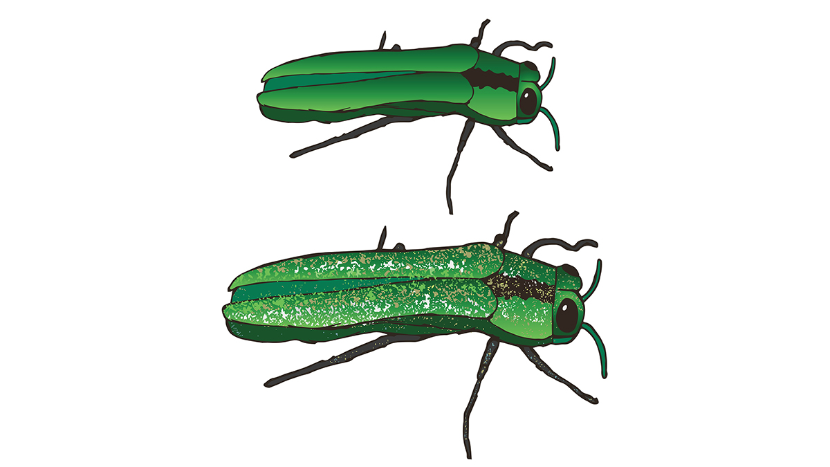Emerald ash borer (bearsky23 / BigStock)
