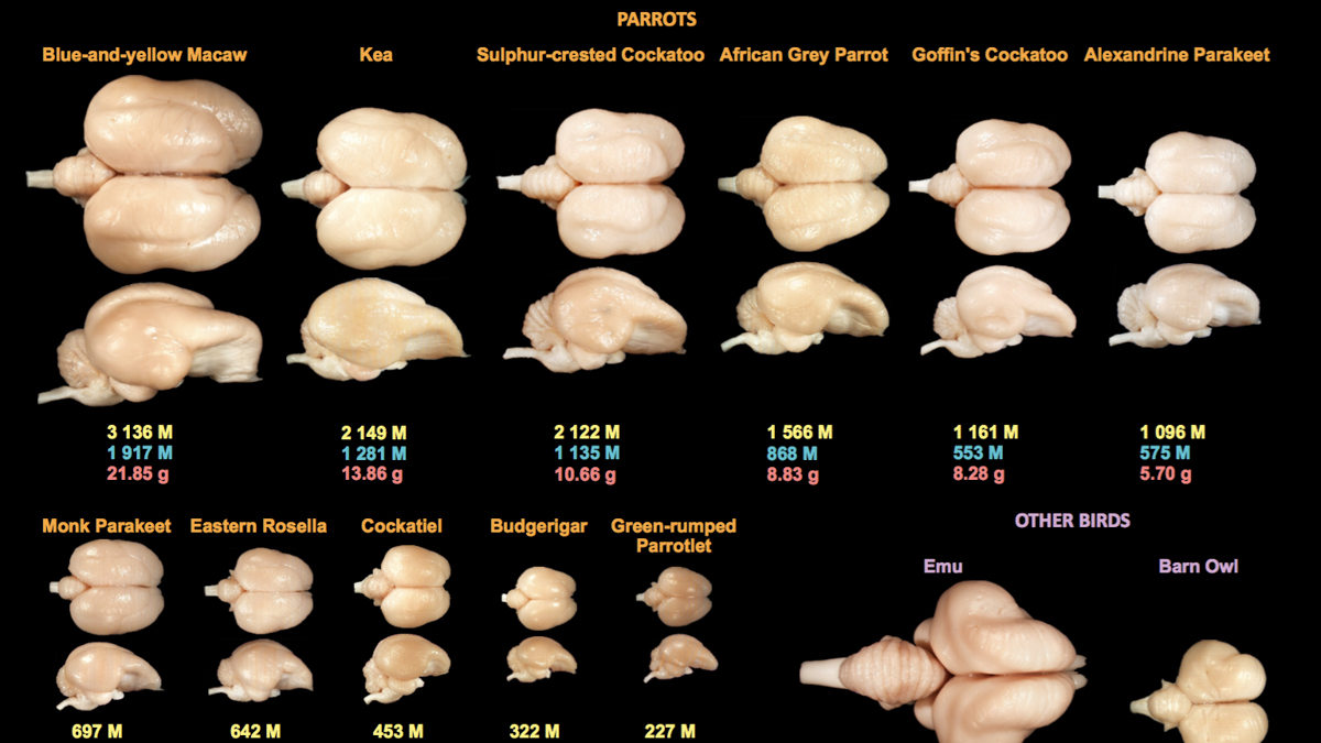 Suzana Herculano-Houzel dissolved these bird brains into 