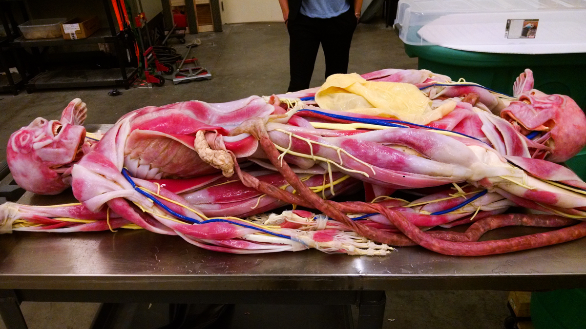 These synthetic cadavers are used to teach students