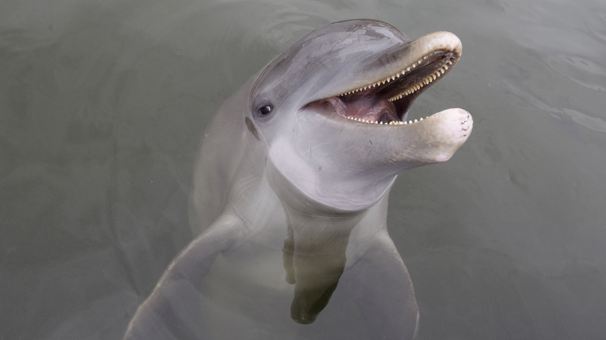  This 2013 photo shows an Atlantic bottlenose dolphin, a species that has been dying and washing up along the Atlantic shore in record numbers this summer. (Wilfredo Lee/AP Photo, file) 