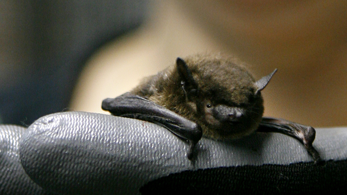 A researcher holds a brown bat that she is rehabilitating. (AP file Photo/Jacquelyn Martin)