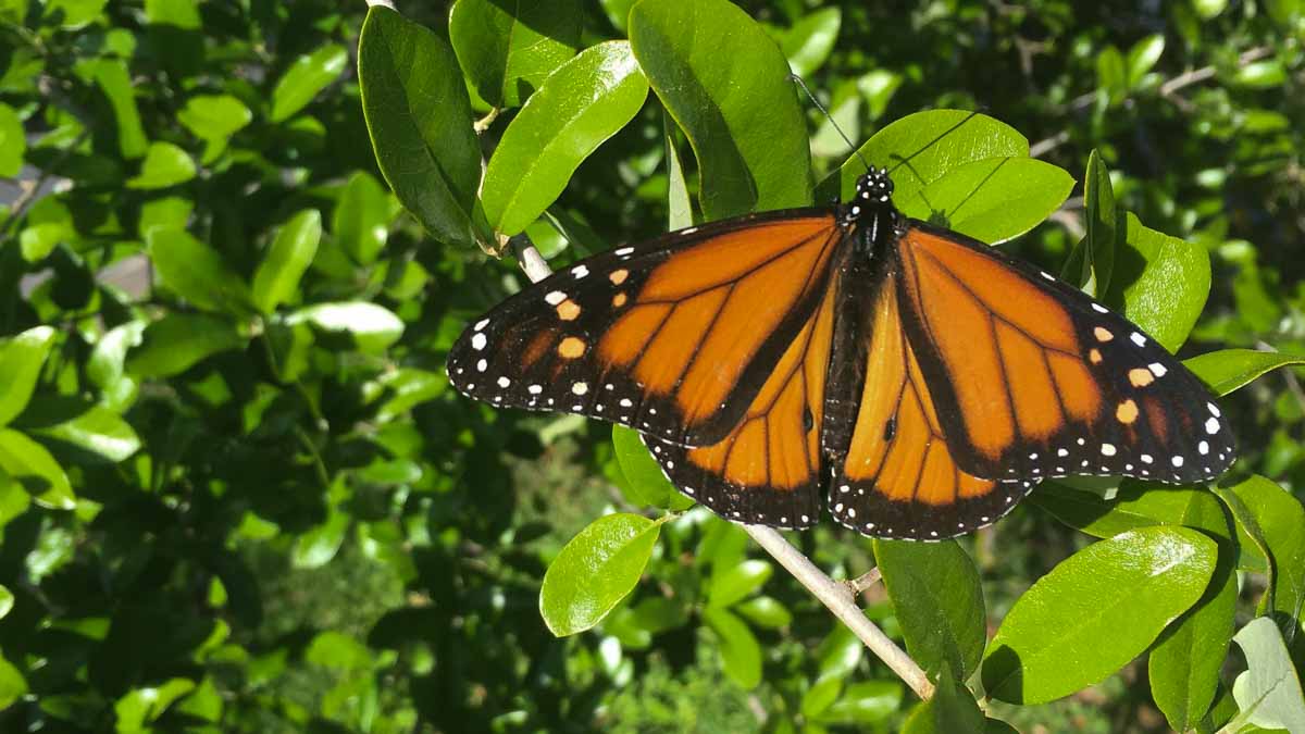 As monarchs make their way through Central Texas