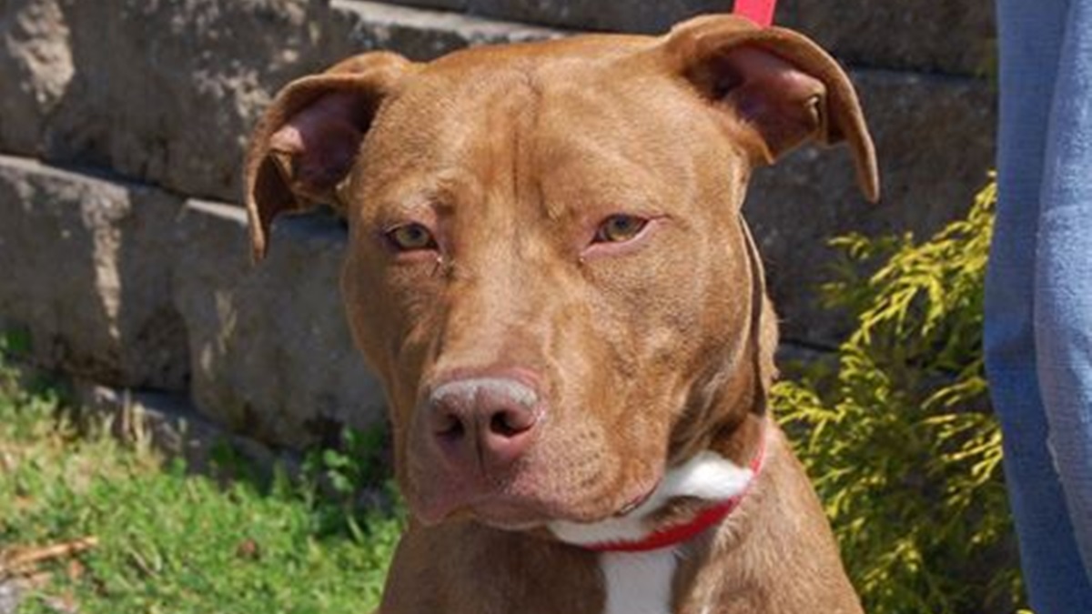  (Brandywine Valley SPCA Facebook photo) 
