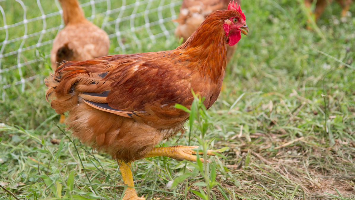 Chilean researchers attached tails to chickens to see if they could replicate the walk of dinosaurs. (Lindsay Lazarski/WHYY FILE)