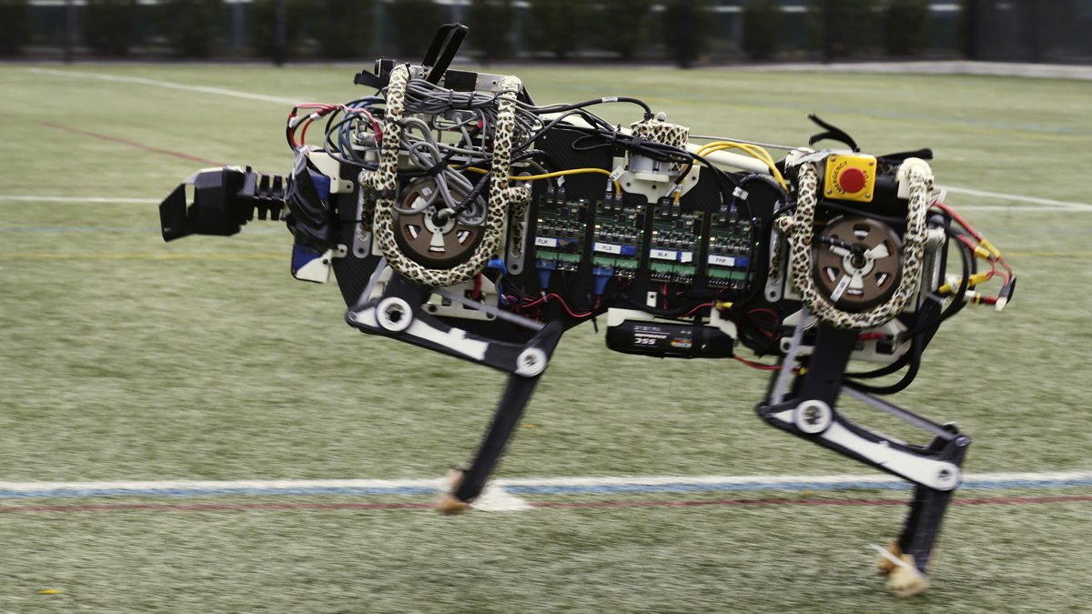  A robotic cheetah runs on an athletic field at the Massachusetts Institute of Technology in Cambridge, Mass.  MIT scientists said the robot, modeled after the fastest land animal, may have real-world applications, including for prosthetic legs. (AP Photo/Charles Krupa) 