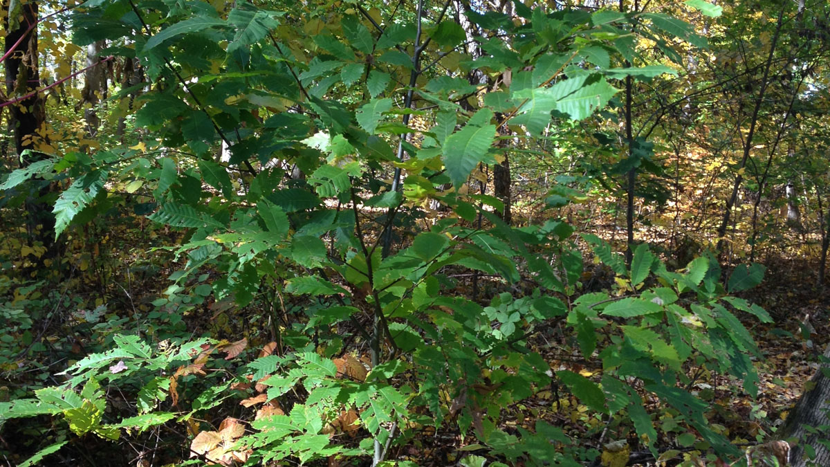 Chestnut tree saplings growing at Duke Farms in Somerset County.(Christina Kaunzinger)