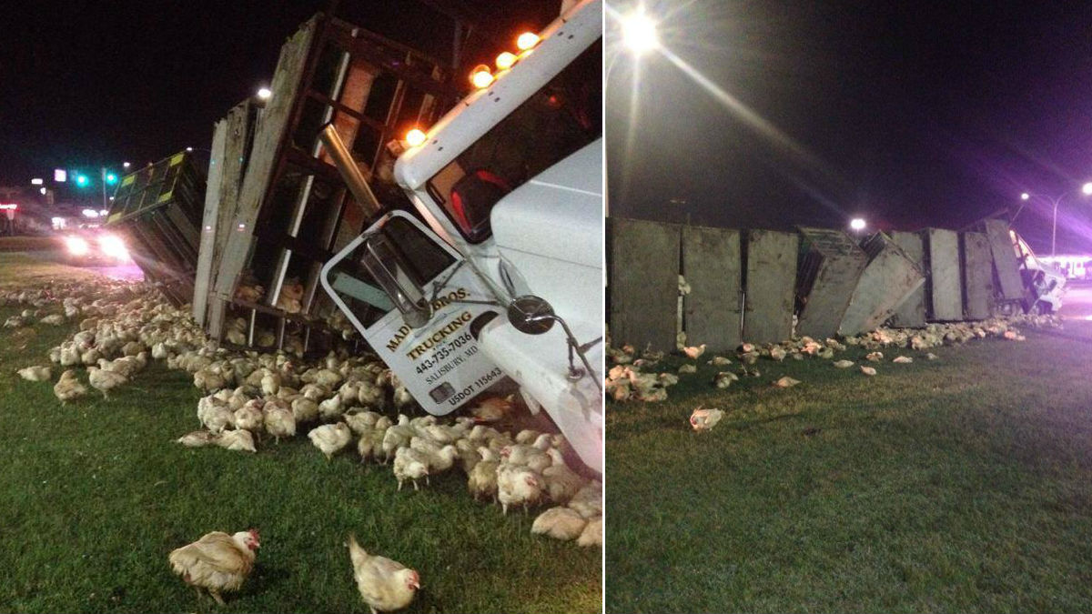  (photos courtesy Dover Police) 