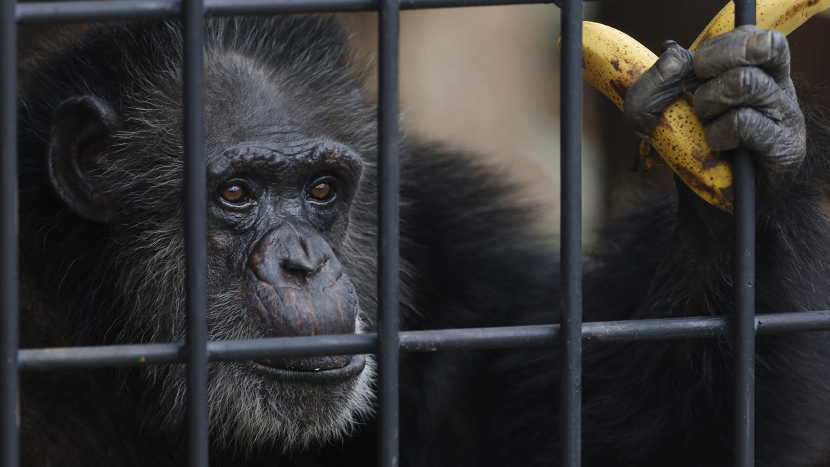 (AP Photo/Jorge Saenz)