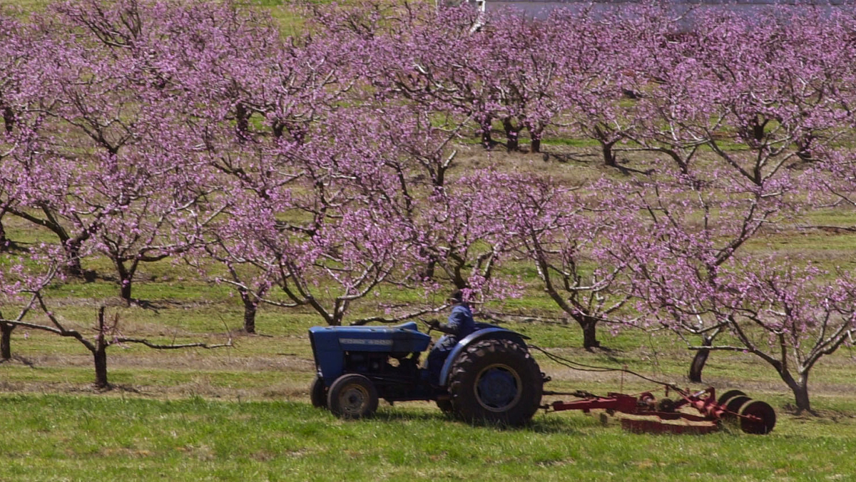 New Jersey peach farmers are assessing the damage caused by the recent below-freezing temperatures.(AP photo